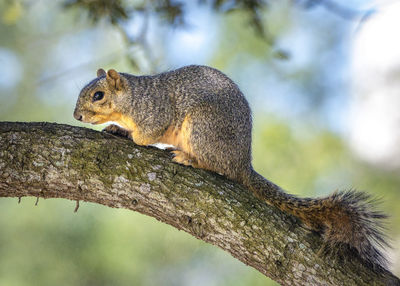 Close-up of squirrel on tree