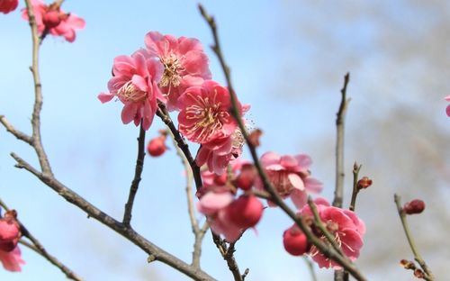 Low angle view of pink cherry blossom