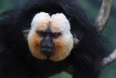 Close-up portrait of monkey