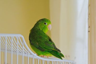 Close-up of parrot perching on leaf