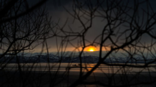 Close-up of silhouette bare tree against sunset