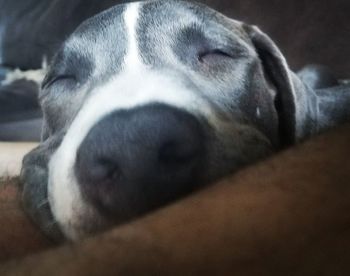 Close-up of a dog sleeping