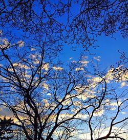 Low angle view of bare tree against blue sky