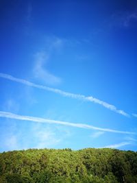 Low angle view of trees against blue sky