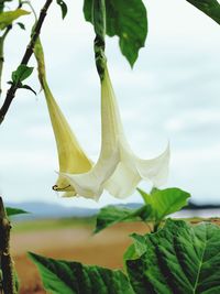 Close-up of flowering plant against sky