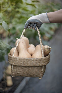 Close-up of hand holding squashes in basket