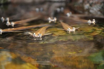 Close-up of ducks swimming in lake