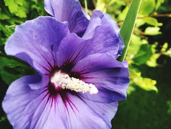 Close-up of purple flowering plant