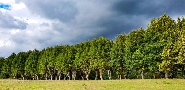 Panoramic shot of trees on field against sky