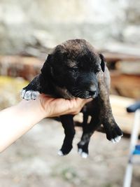 Close-up of a hand holding a dog