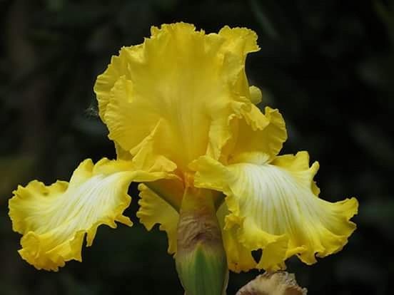 CLOSE-UP OF YELLOW LEAVES