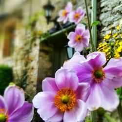 Close-up of pink flowers blooming outdoors