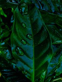 Close-up of raindrops on leaves