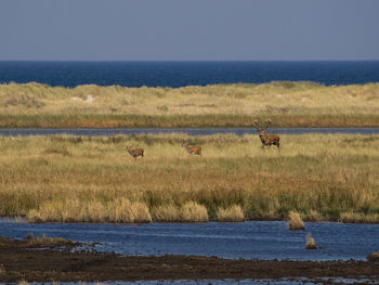 View of sheep on landscape