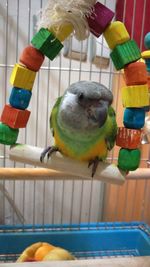 Close-up of parrot perching in cage