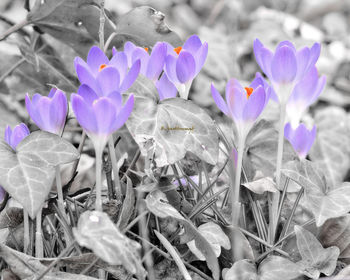 Close-up of purple crocus
