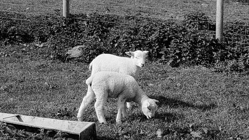 Dog standing on grass