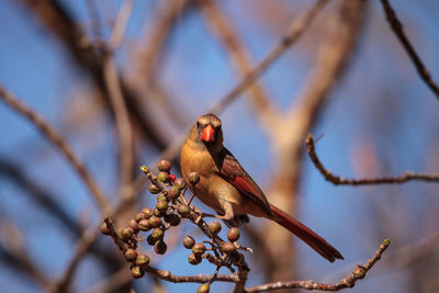 Low angle view of bird perching on branch