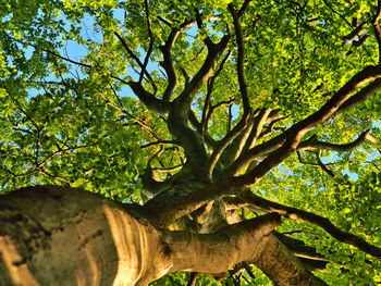 Low angle view of tree in forest