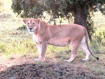 Full length of a cat on field