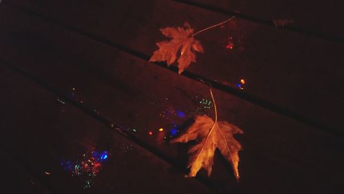 Close-up of dry maple leaf during autumn