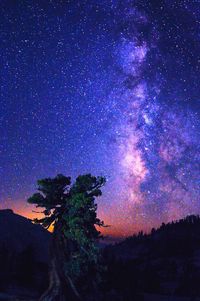 Low angle view of trees against sky at night