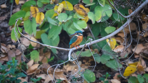 Bird perching on a tree