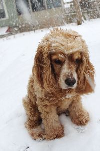 Portrait of dog sitting on snow