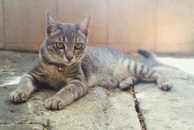 Portrait of tabby relaxing outdoors