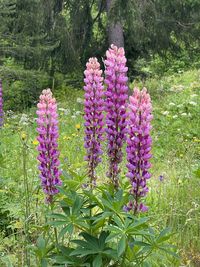 Close-up of pink flowering plants on field