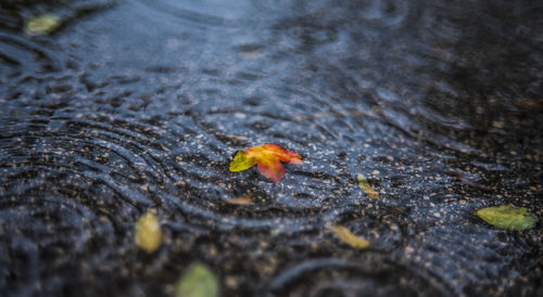 Close-up of leaf in water