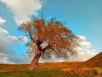 Low angle view of tree on field against sky