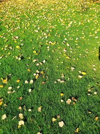 High angle view of sunlight falling on leaves on field