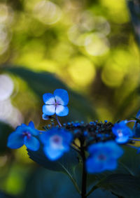 Close-up of purple flower blooming outdoors