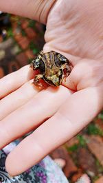 Close-up of person holding small leaf