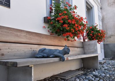 Cat on flowers