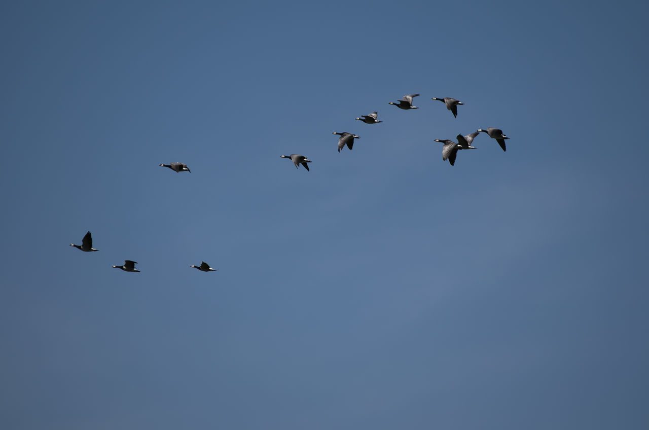 LOW ANGLE VIEW OF BIRDS IN THE SKY