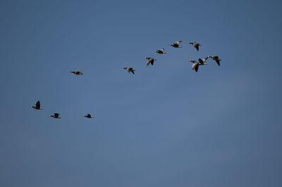 Low angle view of birds flying in the sky