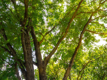 Low angle view of bamboo trees in forest