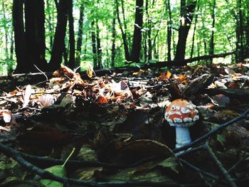 Trees in forest