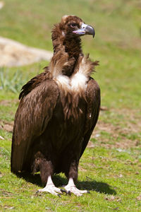 Black bird on a land