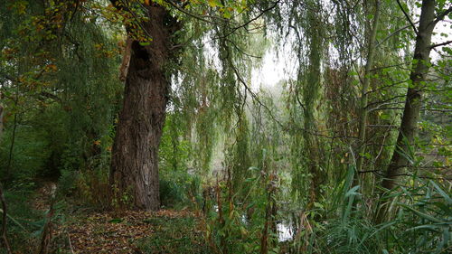 Trees growing in forest