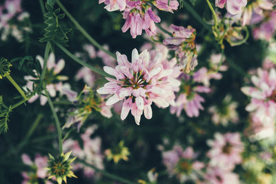 Close-up of pink flowers blooming outdoors