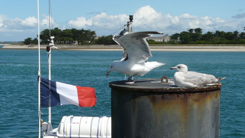 Seagull perching on railing against sea