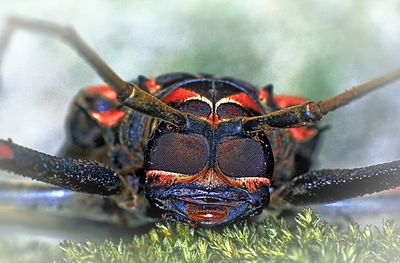 Close-up of insect