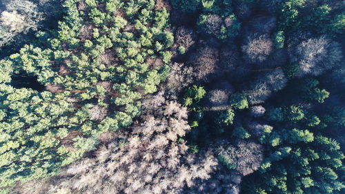 Full frame shot of tree in forest