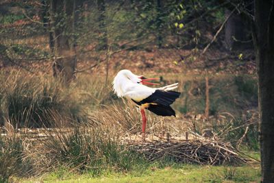 Stork perching on field