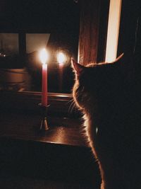 Close-up of cat against illuminated light at night