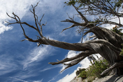 Low angle view of tree against sky