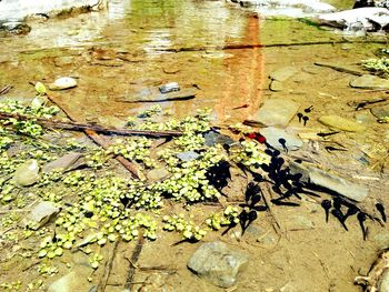High angle view of crab floating on lake